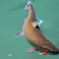 小菅トラウトガーデン 釣果