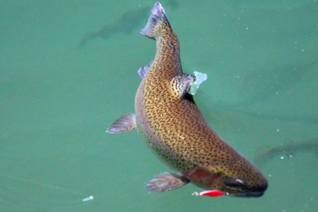 小菅トラウトガーデン 釣果