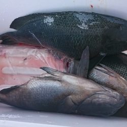 しば渡船 釣果