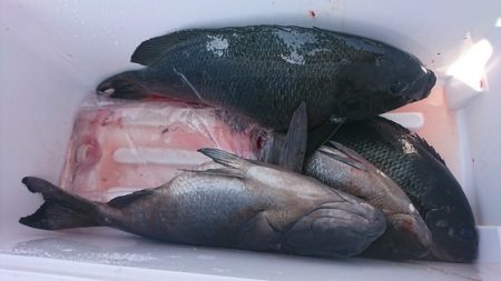しば渡船 釣果