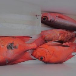 遊漁船 新鋭丸 釣果