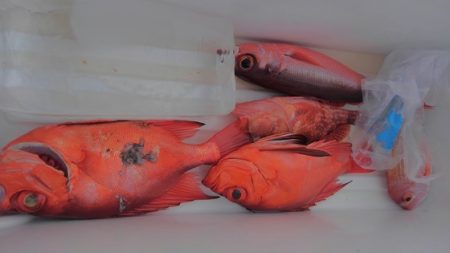 遊漁船 新鋭丸 釣果