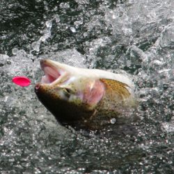 小菅トラウトガーデン 釣果