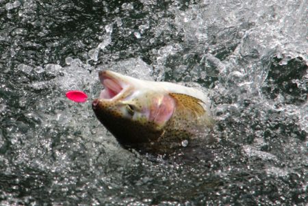 小菅トラウトガーデン 釣果