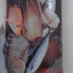 遊漁船 新鋭丸 釣果