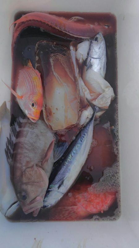 遊漁船 新鋭丸 釣果