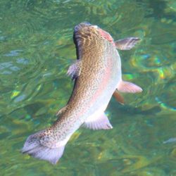 小菅トラウトガーデン 釣果