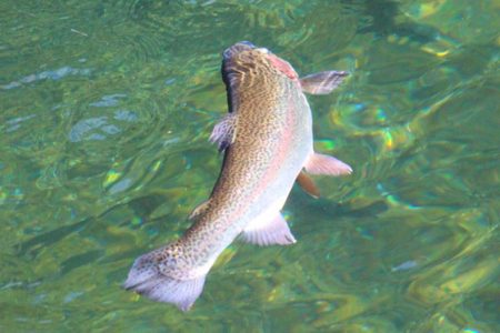 小菅トラウトガーデン 釣果