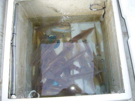 KOU（コウ） 釣果