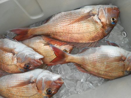 こうゆう丸 釣果