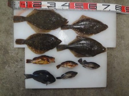 のとじま臨海公園海づりセンター 釣果