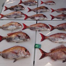 フィッシングボートACE(エース) 釣果