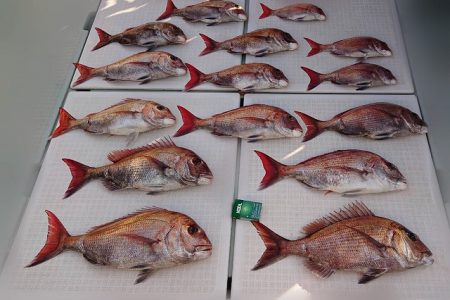 フィッシングボートACE（エース） 釣果