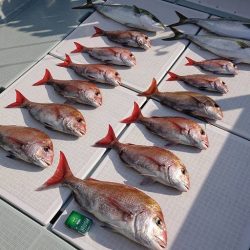 フィッシングボートACE(エース) 釣果