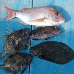 太幸丸 釣果