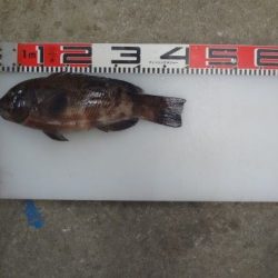 のとじま臨海公園海づりセンター 釣果