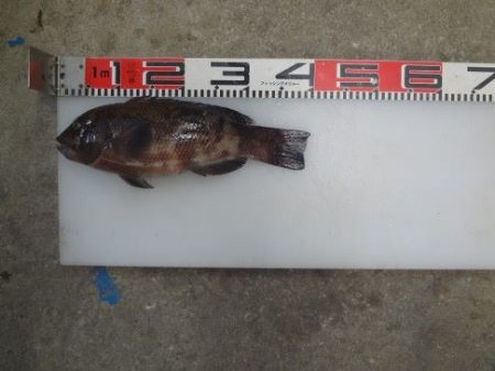 のとじま臨海公園海づりセンター 釣果