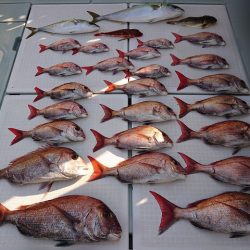 フィッシングボートACE(エース) 釣果