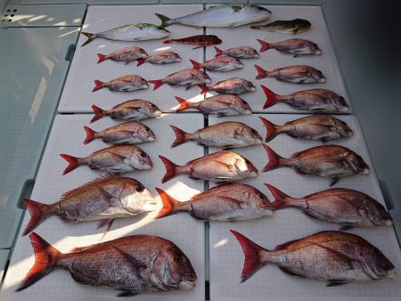 フィッシングボートACE(エース) 釣果