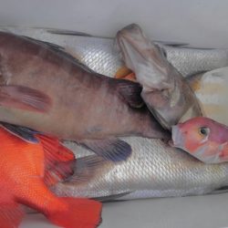 遊漁船 新鋭丸 釣果