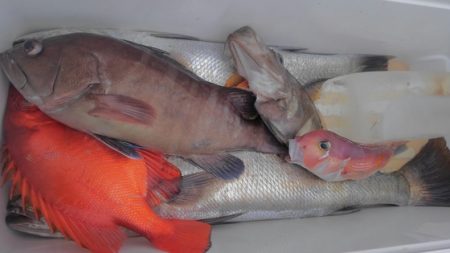 遊漁船 新鋭丸 釣果