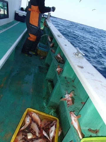 第二むつ漁丸 釣果