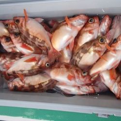 第二むつ漁丸 釣果