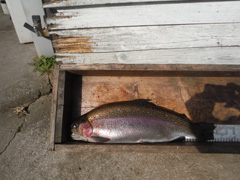 すそのフィッシングパーク 釣果