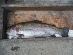 すそのフィッシングパーク 釣果