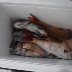 遊漁船 幸友丸 釣果