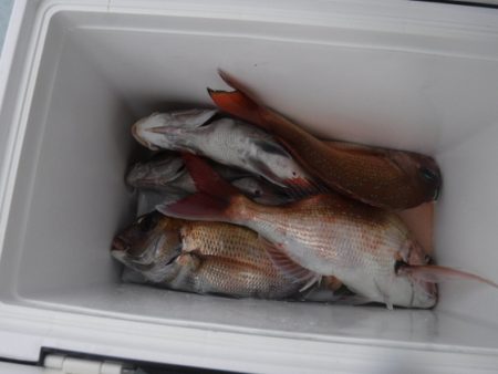 遊漁船 幸友丸 釣果