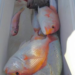 遊漁船 新鋭丸 釣果