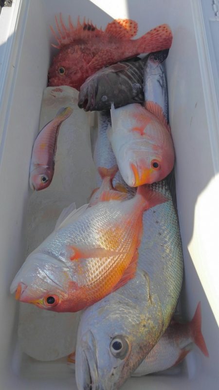 遊漁船 新鋭丸 釣果