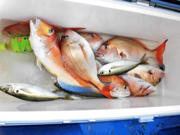 鯛紅丸 釣果