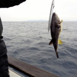 鯛紅丸 釣果