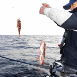 鯛紅丸 釣果