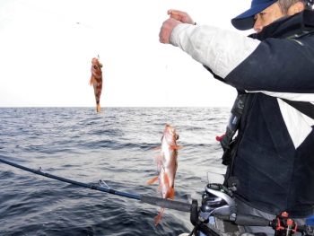 鯛紅丸 釣果