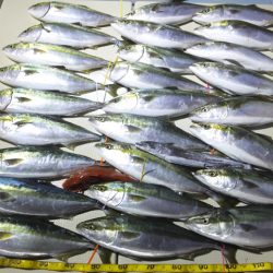 Hit Rush(ヒット ラッシュ) 釣果