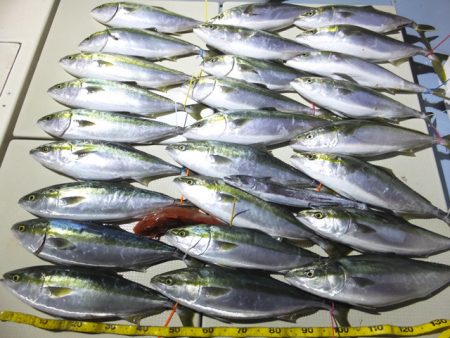 Hit Rush(ヒット ラッシュ） 釣果…