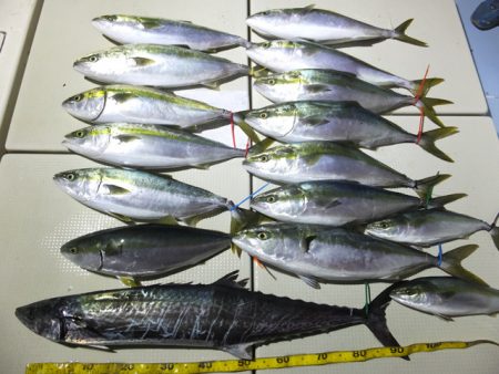 Hit Rush(ヒット ラッシュ） 釣果…