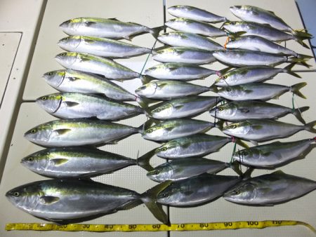 Hit Rush(ヒット ラッシュ) 釣果