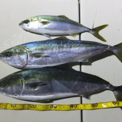 Hit Rush(ヒット ラッシュ) 釣果