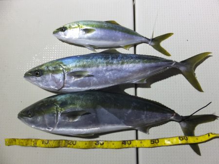 Hit Rush(ヒット ラッシュ） 釣果…