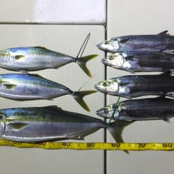 Hit Rush(ヒット ラッシュ) 釣果