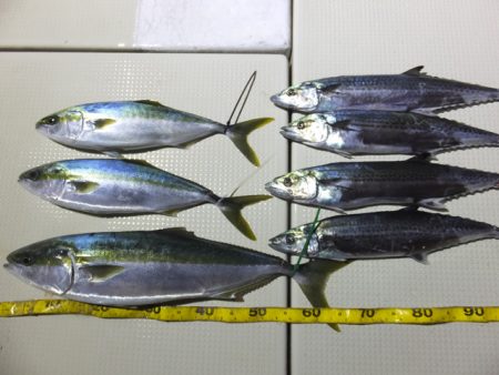 Hit Rush(ヒット ラッシュ） 釣果…