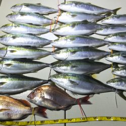 Hit Rush(ヒット ラッシュ) 釣果