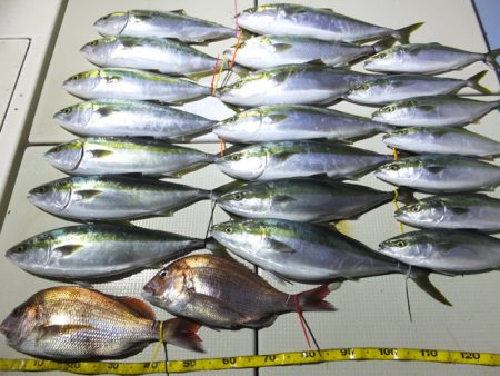 Hit Rush(ヒット ラッシュ） 釣果…