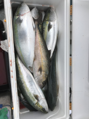 釣船 浦島太郎 釣果