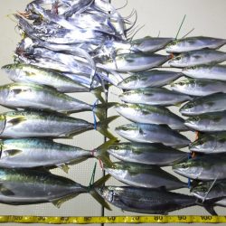 Hit Rush(ヒット ラッシュ) 釣果