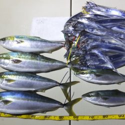 Hit Rush(ヒット ラッシュ) 釣果